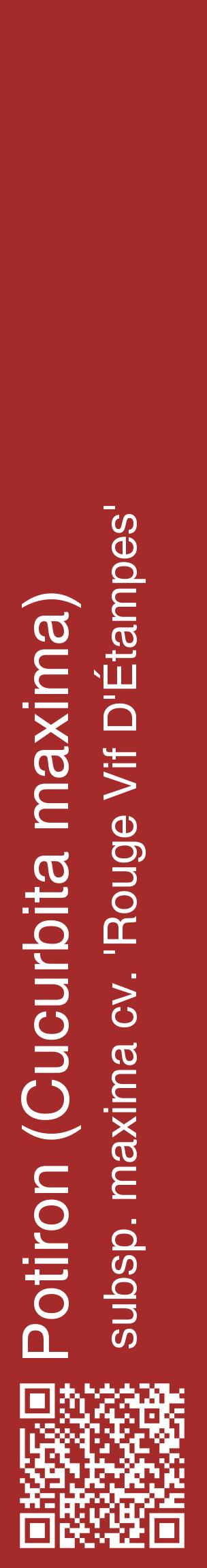 Étiquette de : Cucurbita maxima subsp. maxima cv. 'Rouge Vif D'Étampes' - format c - style blanche33_basiquehel avec qrcode et comestibilité