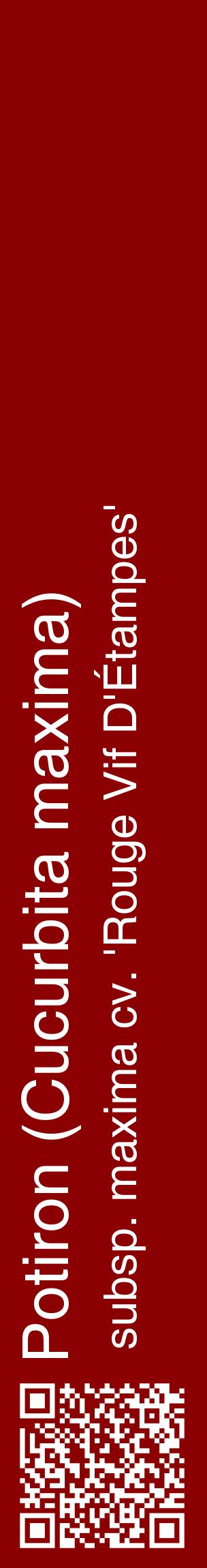Étiquette de : Cucurbita maxima subsp. maxima cv. 'Rouge Vif D'Étampes' - format c - style blanche34_basiquehel avec qrcode et comestibilité
