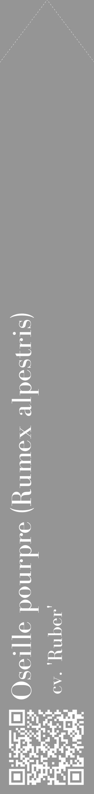 Étiquette de : Rumex alpestris cv. 'Ruber' - format c - style blanche16_simple_simplebod avec qrcode et comestibilité - position verticale