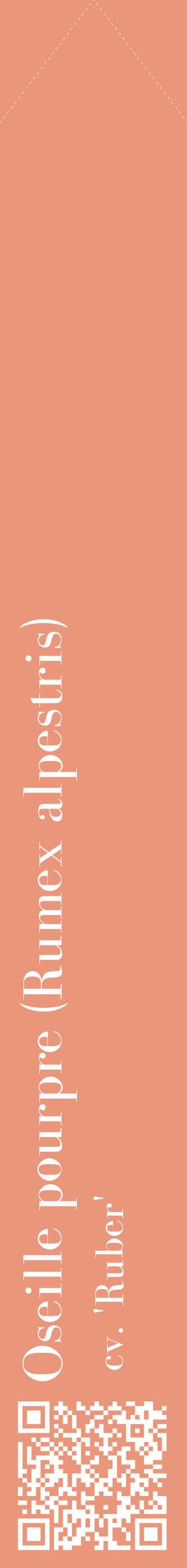 Étiquette de : Rumex alpestris cv. 'Ruber' - format c - style blanche37_simplebod avec qrcode et comestibilité