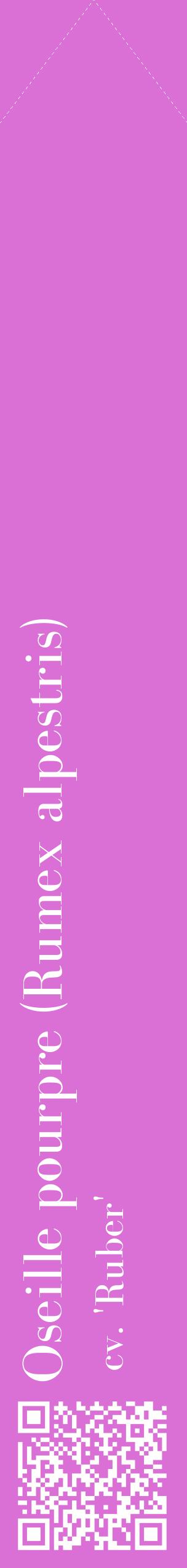 Étiquette de : Rumex alpestris cv. 'Ruber' - format c - style blanche52_simple_simplebod avec qrcode et comestibilité - position verticale