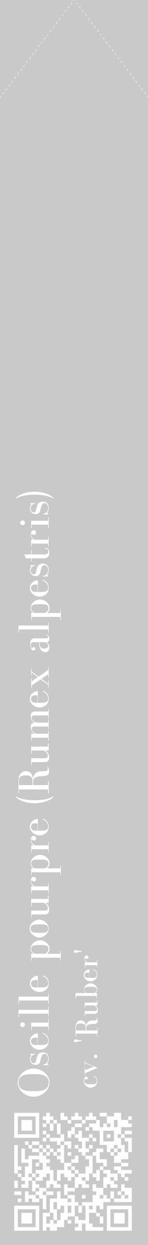 Étiquette de : Rumex alpestris cv. 'Ruber' - format c - style blanche54_simple_simplebod avec qrcode et comestibilité - position verticale