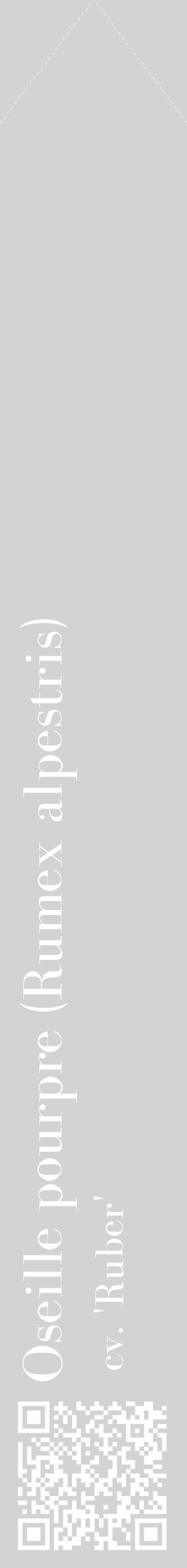 Étiquette de : Rumex alpestris cv. 'Ruber' - format c - style blanche56_simple_simplebod avec qrcode et comestibilité - position verticale