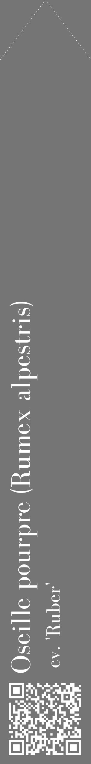 Étiquette de : Rumex alpestris cv. 'Ruber' - format c - style blanche5_simple_simplebod avec qrcode et comestibilité - position verticale