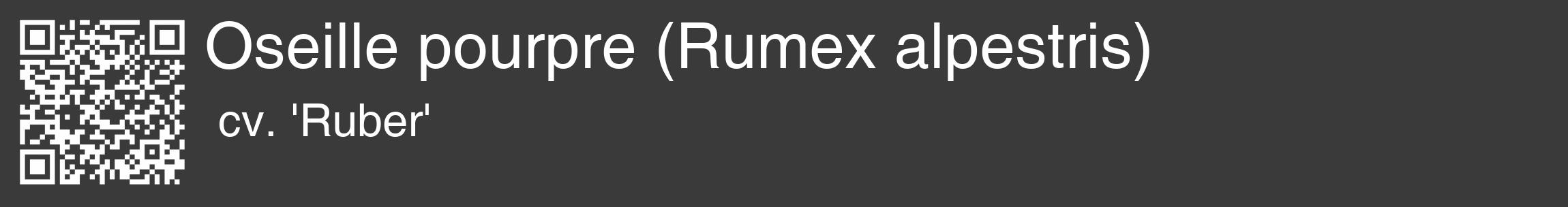 Étiquette de : Rumex alpestris cv. 'Ruber' - format c - style blanche8_basique_basiquehel avec qrcode et comestibilité