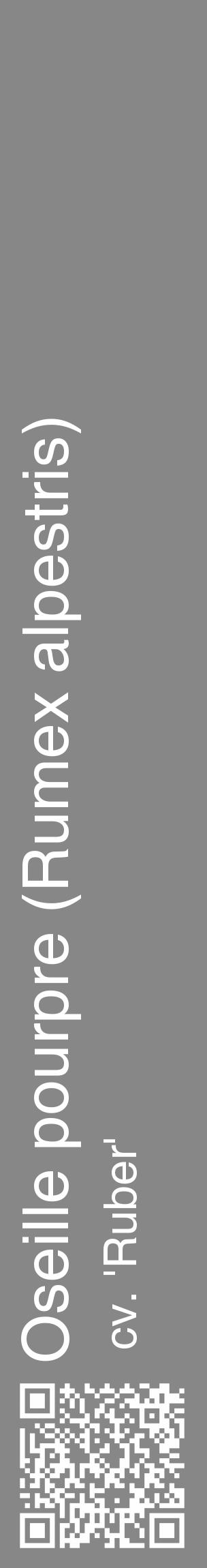 Étiquette de : Rumex alpestris cv. 'Ruber' - format c - style blanche12_basique_basiquehel avec qrcode et comestibilité - position verticale