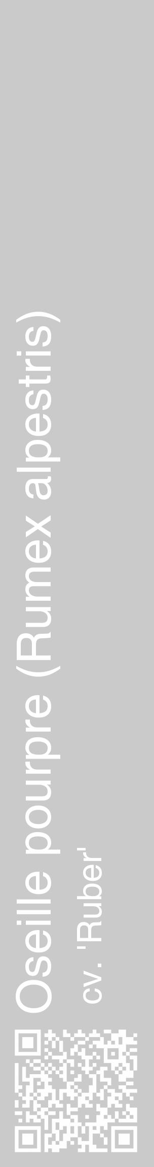 Étiquette de : Rumex alpestris cv. 'Ruber' - format c - style blanche21_basique_basiquehel avec qrcode et comestibilité - position verticale