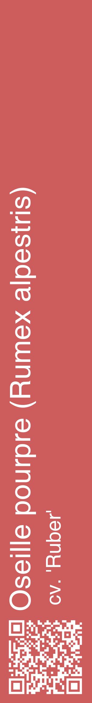 Étiquette de : Rumex alpestris cv. 'Ruber' - format c - style blanche35_basiquehel avec qrcode et comestibilité