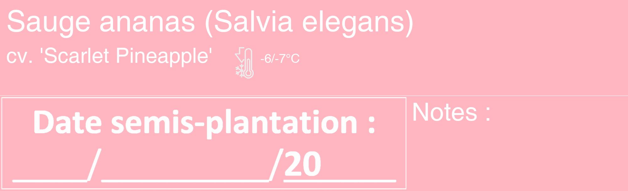 Étiquette de : Salvia elegans cv. 'Scarlet Pineapple' - format c - style blanche41_basique_basiquehel avec comestibilité