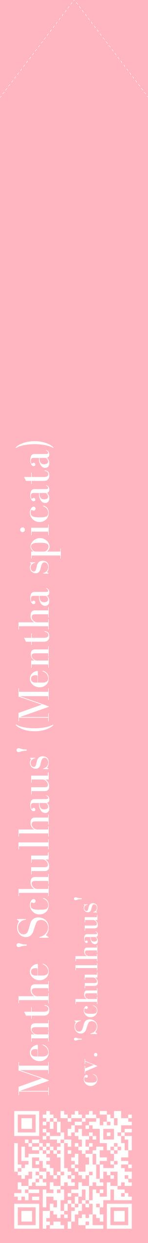 Étiquette de : Mentha spicata cv. 'Schulhaus' - format c - style blanche41_simplebod avec qrcode et comestibilité