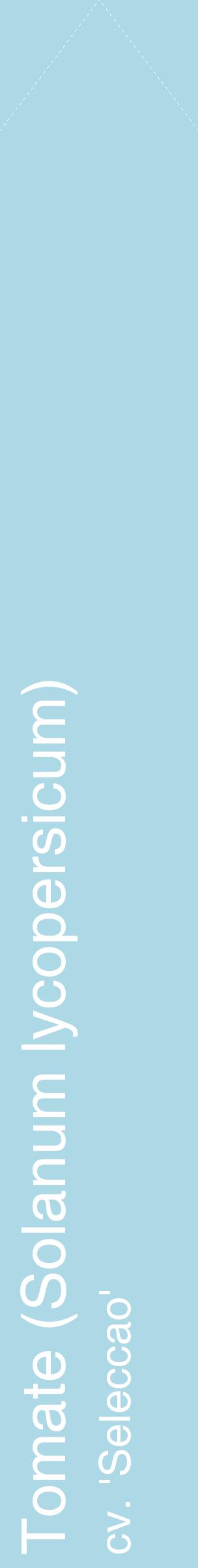 Étiquette de : Solanum lycopersicum cv. 'Seleccao' - format c - style blanche0_simplehel avec comestibilité