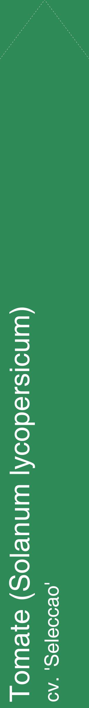 Étiquette de : Solanum lycopersicum cv. 'Seleccao' - format c - style blanche11_simplehel avec comestibilité