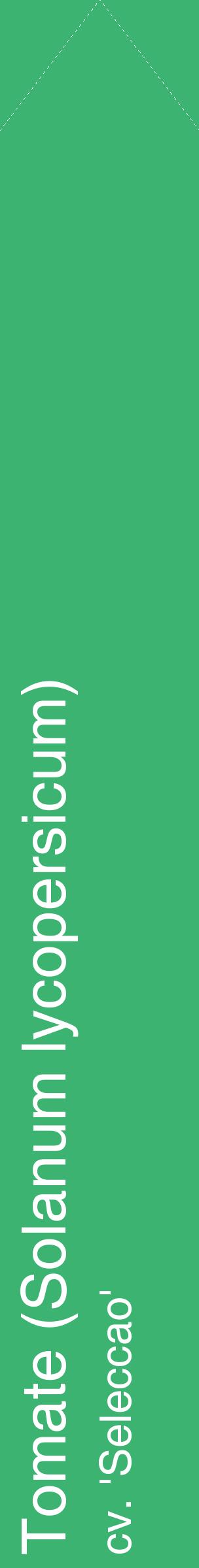 Étiquette de : Solanum lycopersicum cv. 'Seleccao' - format c - style blanche12_simplehel avec comestibilité