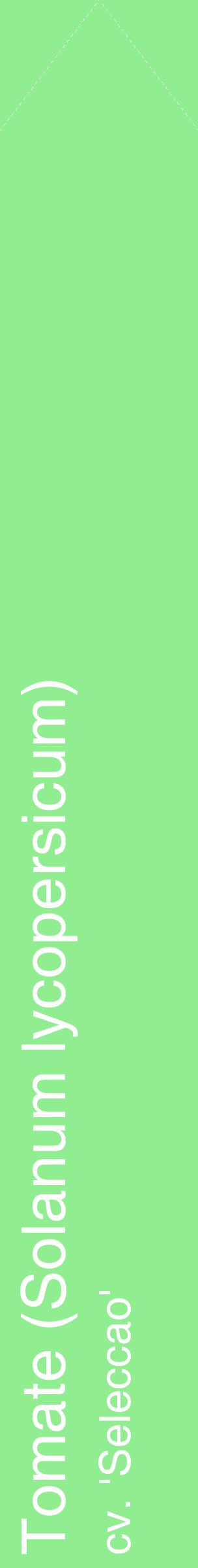 Étiquette de : Solanum lycopersicum cv. 'Seleccao' - format c - style blanche15_simplehel avec comestibilité