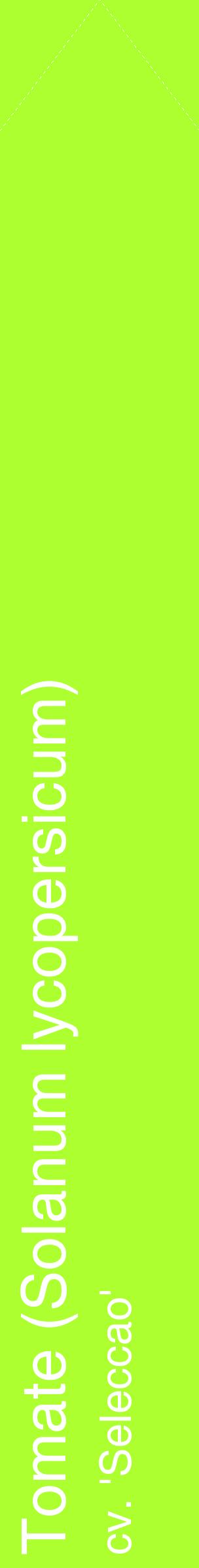 Étiquette de : Solanum lycopersicum cv. 'Seleccao' - format c - style blanche17_simplehel avec comestibilité