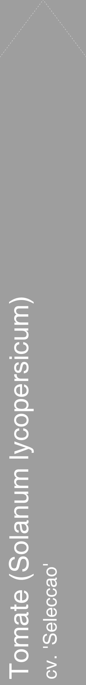 Étiquette de : Solanum lycopersicum cv. 'Seleccao' - format c - style blanche23_simple_simplehel avec comestibilité - position verticale