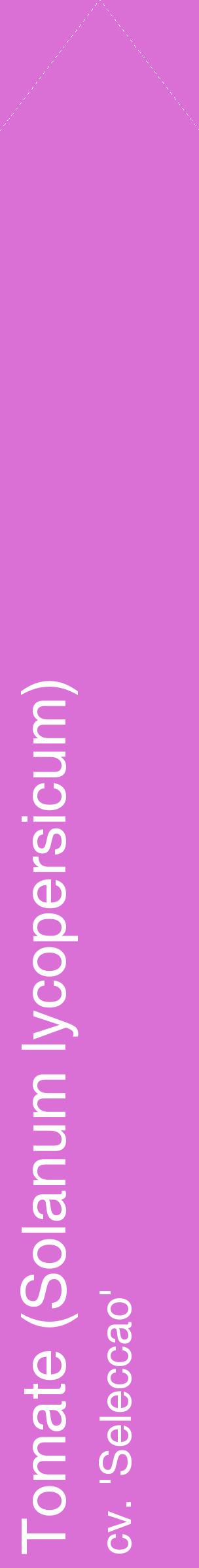 Étiquette de : Solanum lycopersicum cv. 'Seleccao' - format c - style blanche52_simplehel avec comestibilité