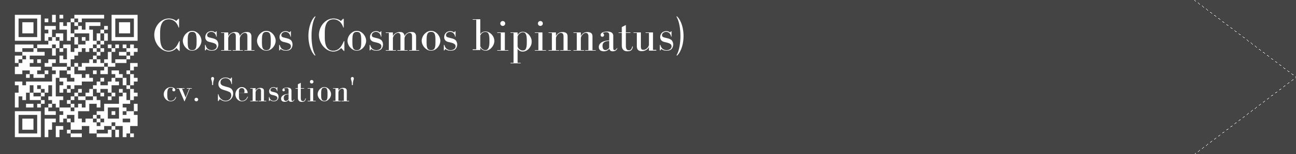Étiquette de : Cosmos bipinnatus cv. 'Sensation' - format c - style blanche48_simple_simplebod avec qrcode et comestibilité