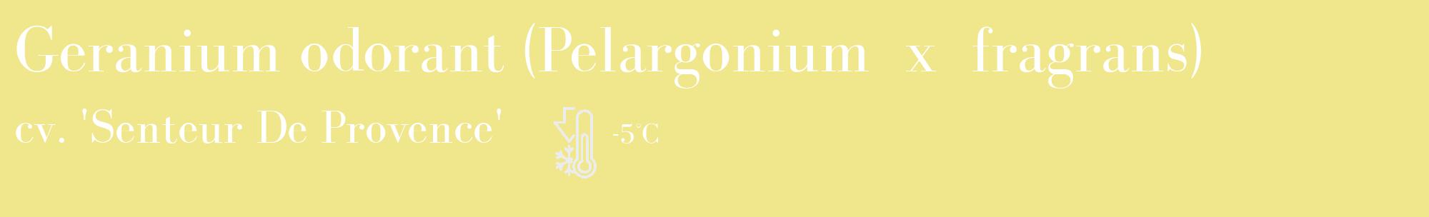 Étiquette de : Pelargonium x fragrans cv. 'Senteur De Provence' - format c - style blanche20_basique_basiquebod avec comestibilité