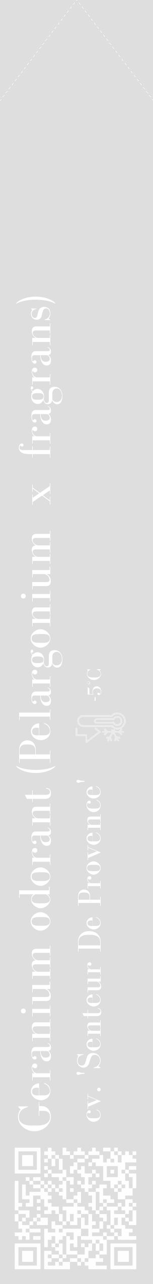 Étiquette de : Pelargonium x fragrans cv. 'Senteur De Provence' - format c - style blanche20_simple_simplebod avec qrcode et comestibilité - position verticale