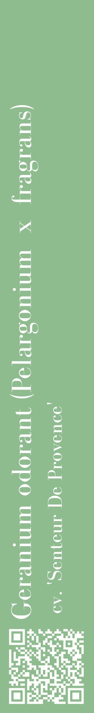 Étiquette de : Pelargonium x fragrans cv. 'Senteur De Provence' - format c - style blanche13_basiquebod avec qrcode et comestibilité