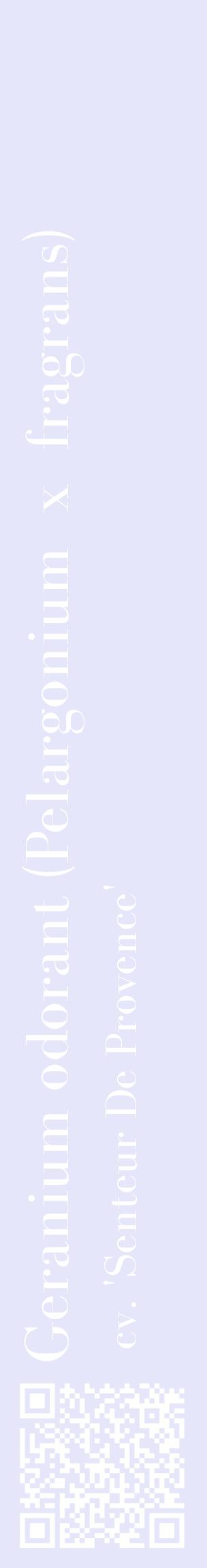 Étiquette de : Pelargonium x fragrans cv. 'Senteur De Provence' - format c - style blanche55_basiquebod avec qrcode et comestibilité