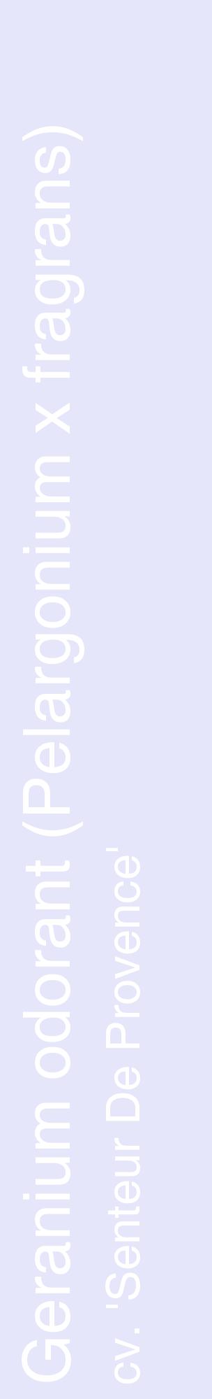 Étiquette de : Pelargonium x fragrans cv. 'Senteur De Provence' - format c - style blanche55_basiquehel avec comestibilité