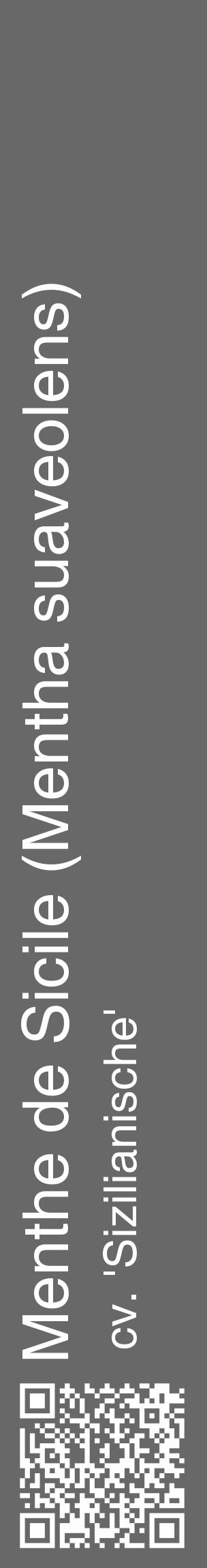 Étiquette de : Mentha suaveolens cv. 'Sizilianische' - format c - style blanche43_basique_basiquehel avec qrcode et comestibilité - position verticale