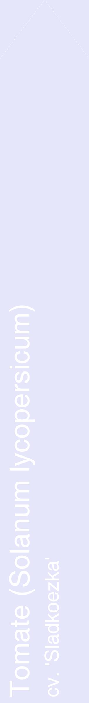 Étiquette de : Solanum lycopersicum cv. 'Sladkoezka' - format c - style blanche55_simplehel avec comestibilité