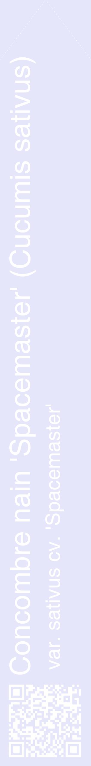 Étiquette de : Cucumis sativus var. sativus cv. 'Spacemaster' - format c - style blanche55_simplehel avec qrcode et comestibilité