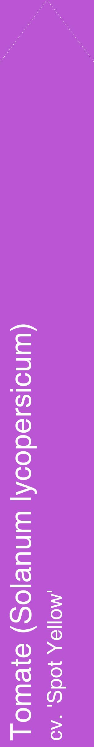 Étiquette de : Solanum lycopersicum cv. 'Spot Yellow' - format c - style blanche50_simplehel avec comestibilité