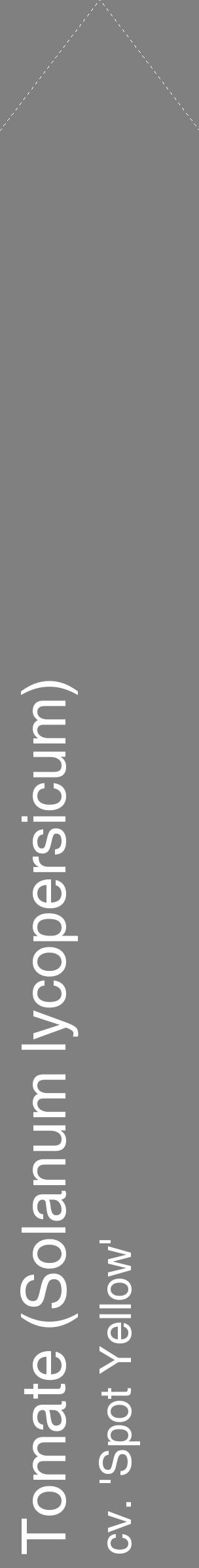 Étiquette de : Solanum lycopersicum cv. 'Spot Yellow' - format c - style blanche57_simplehel avec comestibilité