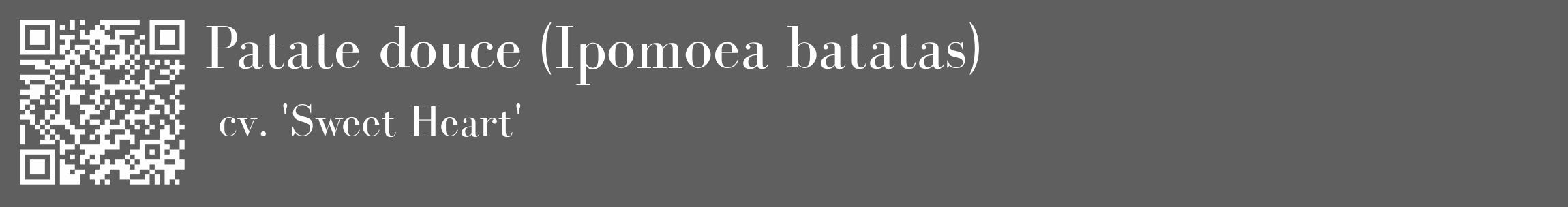 Étiquette de : Ipomoea batatas cv. 'Sweet Heart' - format c - style blanche10_basique_basiquebod avec qrcode et comestibilité
