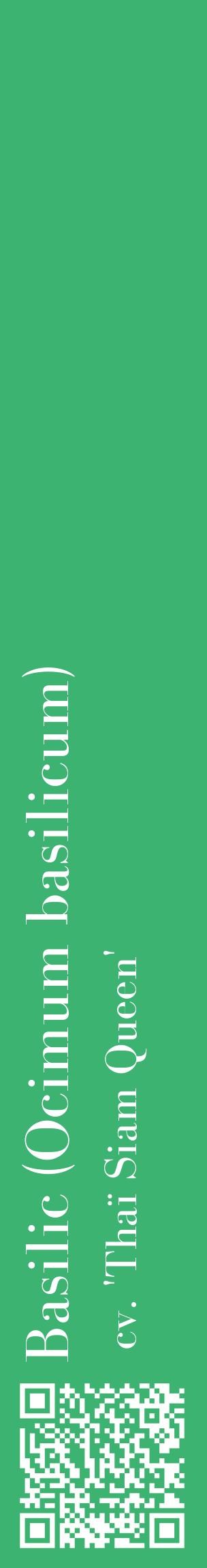 Étiquette de : Ocimum basilicum cv. 'Thaï Siam Queen' - format c - style blanche12_basiquebod avec qrcode et comestibilité
