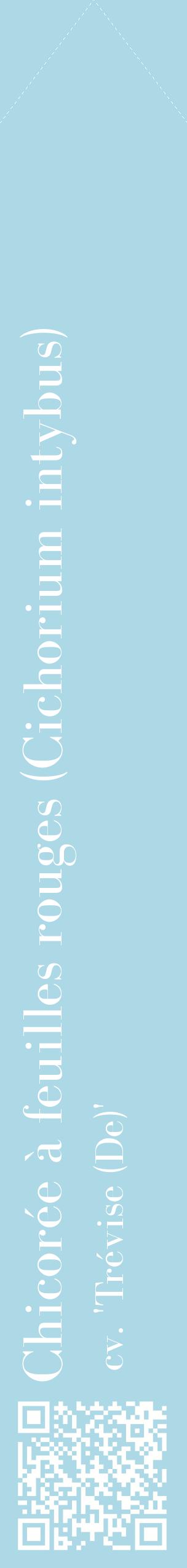 Étiquette de : Cichorium intybus cv. 'Trévise (De)' - format c - style blanche0_simplebod avec qrcode et comestibilité