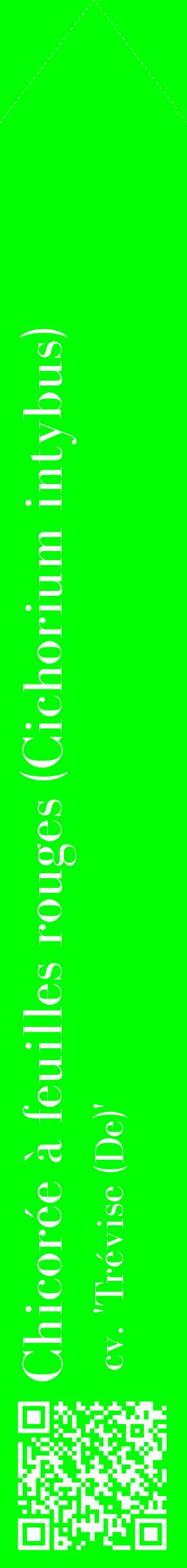 Étiquette de : Cichorium intybus cv. 'Trévise (De)' - format c - style blanche16_simplebod avec qrcode et comestibilité