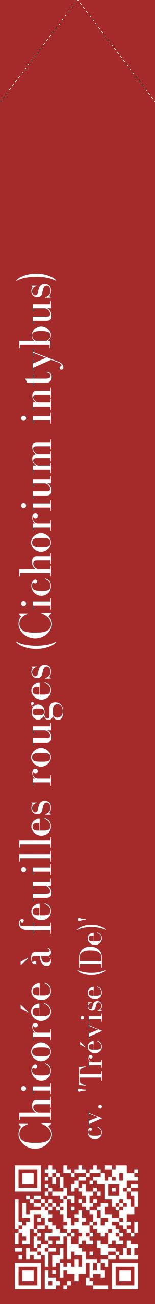 Étiquette de : Cichorium intybus cv. 'Trévise (De)' - format c - style blanche33_simplebod avec qrcode et comestibilité