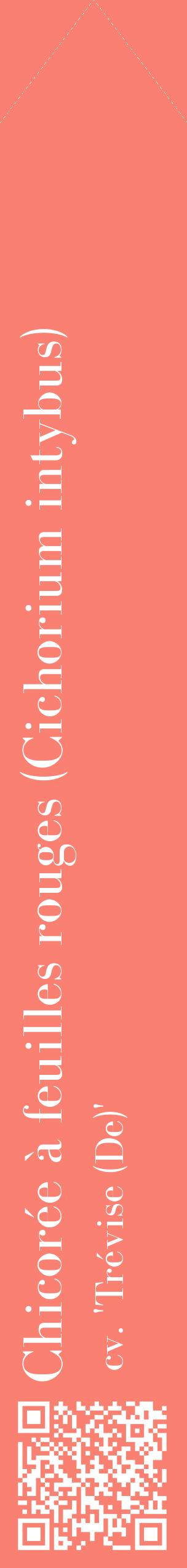 Étiquette de : Cichorium intybus cv. 'Trévise (De)' - format c - style blanche38_simplebod avec qrcode et comestibilité