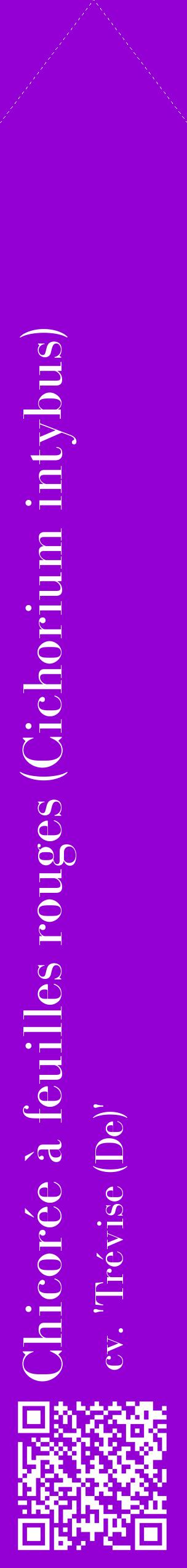 Étiquette de : Cichorium intybus cv. 'Trévise (De)' - format c - style blanche48_simplebod avec qrcode et comestibilité