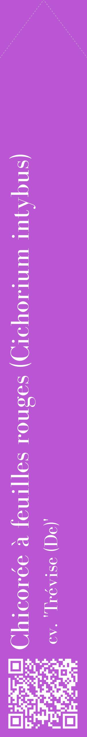 Étiquette de : Cichorium intybus cv. 'Trévise (De)' - format c - style blanche50_simplebod avec qrcode et comestibilité