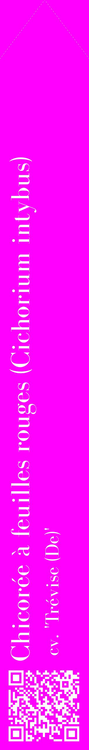 Étiquette de : Cichorium intybus cv. 'Trévise (De)' - format c - style blanche51_simplebod avec qrcode et comestibilité