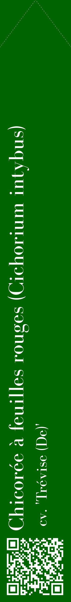 Étiquette de : Cichorium intybus cv. 'Trévise (De)' - format c - style blanche8_simplebod avec qrcode et comestibilité
