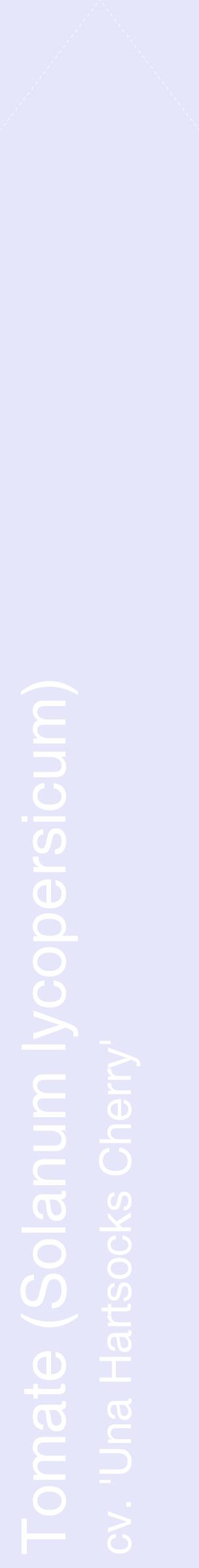 Étiquette de : Solanum lycopersicum cv. 'Una Hartsocks Cherry' - format c - style blanche55_simplehel avec comestibilité