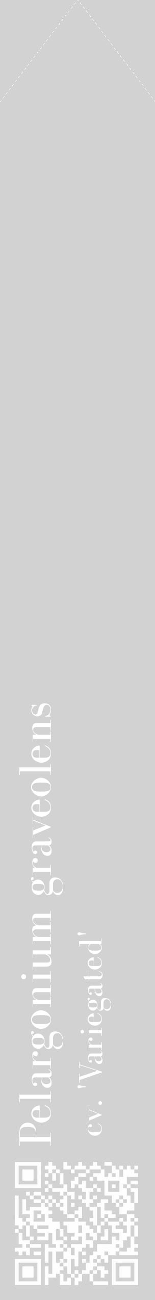 Étiquette de : Pelargonium graveolens cv. 'Variegated' - format c - style blanche14_simple_simplebod avec qrcode et comestibilité - position verticale