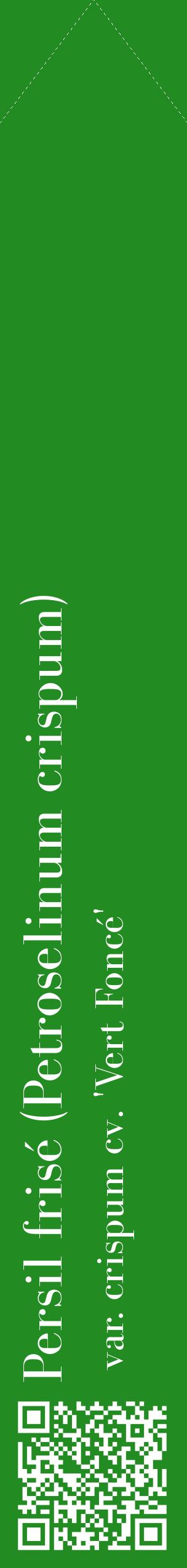 Étiquette de : Petroselinum crispum var. crispum cv. 'Vert Foncé' - format c - style blanche10_simplebod avec qrcode et comestibilité