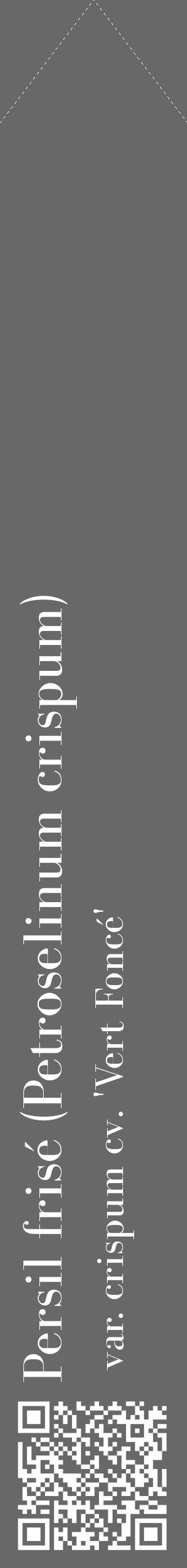 Étiquette de : Petroselinum crispum var. crispum cv. 'Vert Foncé' - format c - style blanche6_simple_simplebod avec qrcode et comestibilité - position verticale