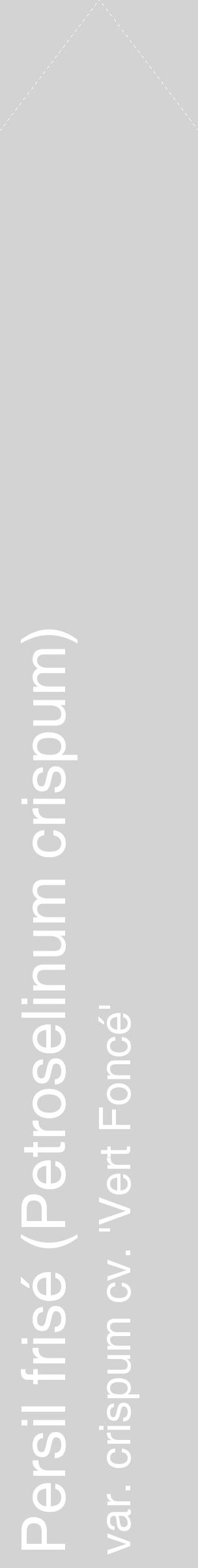 Étiquette de : Petroselinum crispum var. crispum cv. 'Vert Foncé' - format c - style blanche56_simplehel avec comestibilité