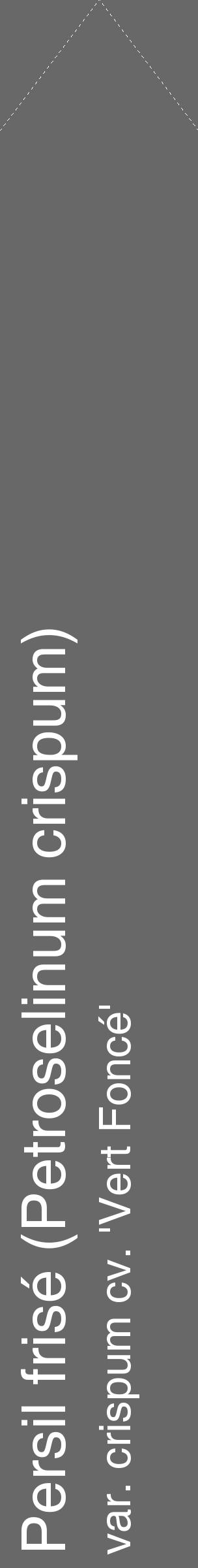 Étiquette de : Petroselinum crispum var. crispum cv. 'Vert Foncé' - format c - style blanche6_simple_simplehel avec comestibilité - position verticale