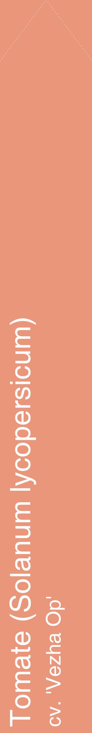 Étiquette de : Solanum lycopersicum cv. 'Vezha Op' - format c - style blanche37_simplehel avec comestibilité