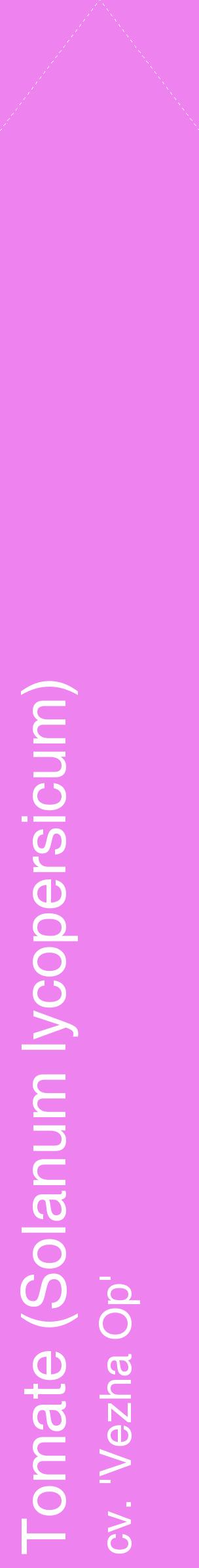 Étiquette de : Solanum lycopersicum cv. 'Vezha Op' - format c - style blanche53_simplehel avec comestibilité